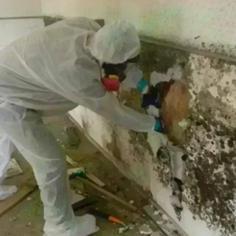 Mold Remediation and Removal in Moab, UT